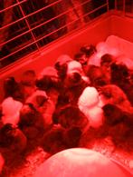 Kuikens van leghenen, Dieren en Toebehoren