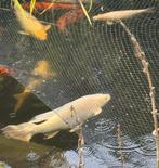 Koi butterfly platinum ogon 75 cm