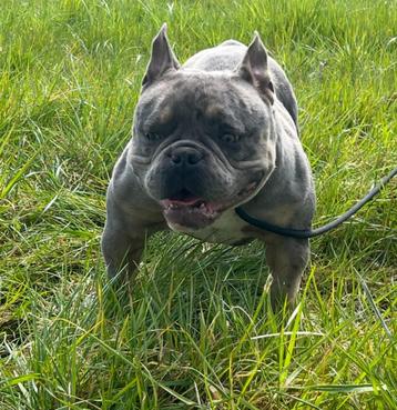 American Bully bleu merle tricolor beschikbaar voor biedingen