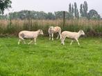 Wiltshire horn lammeren, Dieren en Toebehoren, Schapen, Geiten en Varkens, Meerdere dieren, Schaap, 0 tot 2 jaar