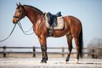 Lusitano ruin, Dieren en Toebehoren, Paarden, Ruin, M