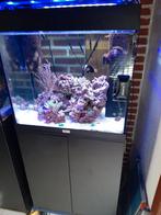 Zeeaquarium 120 liter, Dieren en Toebehoren, Vissen | Aquaria en Toebehoren, Ophalen