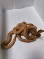 Slang, Dieren en Toebehoren, Reptielen en Amfibieën, Slang