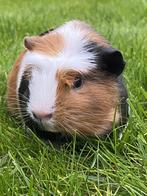 Jonge cavia driekleur, Dieren en Toebehoren, Cavia, Mannelijk, Tam, September