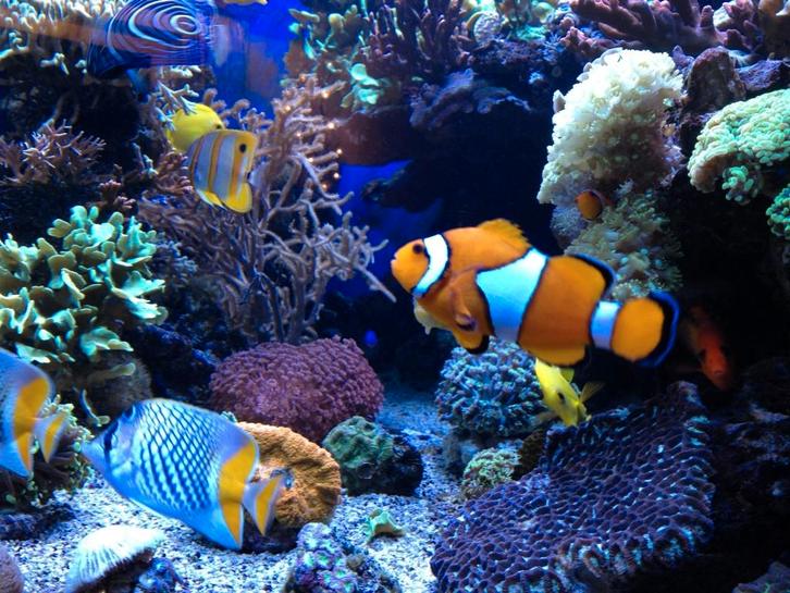 Vissen, slakken en koralen gezocht, Dieren en Toebehoren, Vissen | Aquariumvissen, Zoutwatervis