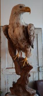 Aigle de mer en peluche unique, taxidermie, oiseau de proie,, Collections, Enlèvement, Oiseaux, Animal empaillé