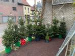 Lot van 8 kerstbomen, Tuin en Terras, Planten | Bomen, Ophalen, In pot