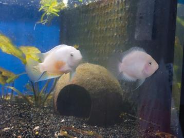 Amatitlania nigrofasciata Platinum (parrot en de gewone) beschikbaar voor biedingen