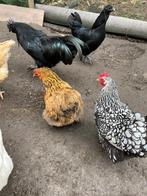 Ayam Cemani koppel te koop, Poule ou poulet, Plusieurs animaux