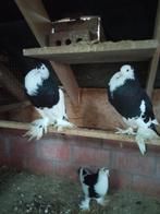 duiven Gentse kroppers, Animaux & Accessoires, Oiseaux | Pigeons, Femelle, Boulant