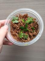 Terrariumplant (Marcgravia?), Ophalen of Verzenden