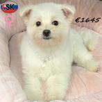 Pomapoo - pups te koop, Dieren en Toebehoren, Honden | Chihuahua's en Gezelschapshonden, 15 weken tot 1 jaar, Buitenland, CDV (hondenziekte)