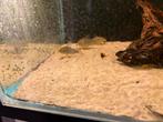 Corydoras sterba’s, Dieren en Toebehoren, Vissen | Aquariumvissen, Vis, Zoetwatervis
