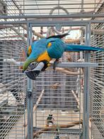 Blauw Gele ara pop met kooi, Dieren en Toebehoren, Vrouwelijk, Papegaai, Pratend