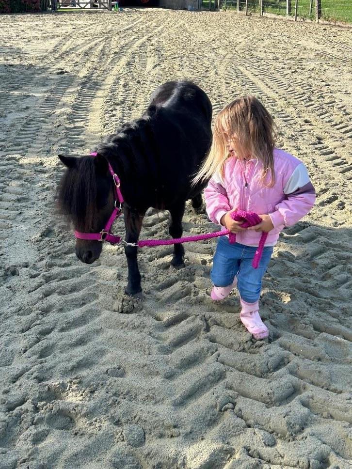 Shetlander merrie kinderpony, Dieren en Toebehoren, Pony's, Merrie, Zadelmak, A pony (tot 1.17m), Recreatiepony, 7 tot 10 jaar