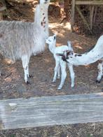 Lamas hengst drachtige merrie met veulen, Dieren en Toebehoren, Augustus, Meerdere dieren
