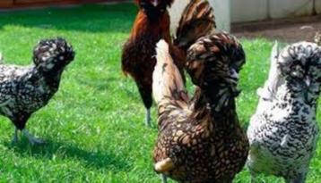 large gamme de poulets d'ornement domestiques 4+1 GRATUITS (, Femelle, Poule ou poulet