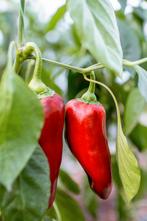 Rodepunt paprika, Tuin en Terras, Planten | Tuinplanten, Ophalen