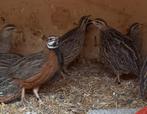 harlekijnkwartels, Dieren en Toebehoren, Pluimvee, Meerdere dieren, Overige soorten