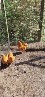 broedeieren wyandotte, Dieren en Toebehoren, Pluimvee