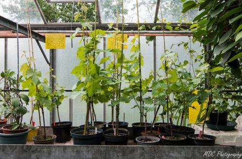 Druivelaars voor serre en buiten, Tuin en Terras, Planten | Fruitbomen, Overige soorten, 100 tot 250 cm, Volle zon, Lente, In pot