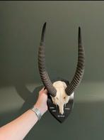Niet veel voorkomende Gerenuk schedel / gewei / hoorns, Verzenden, Zo goed als nieuw, Schedel