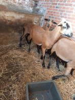 barbados black belly, jonge dekram, ram, haarschaap, schaap, Dieren en Toebehoren, Schapen, Geiten en Varkens, Schaap