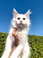 Schitterend Witte Maine Coon Poes met stamboom!, Poes, Gechipt, 0 tot 2 jaar