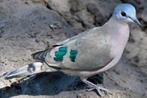 bronsvlek- en groenvleugelduifjes, Dieren en Toebehoren, Vogels | Duiven, Meerdere dieren, Overige soorten