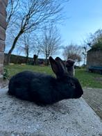 Vlaamse reus, Dieren en Toebehoren