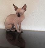 Sphynx jongen, Dieren en Toebehoren, Katten en Kittens | Raskatten | Korthaar, Kater, Gechipt, 0 tot 2 jaar