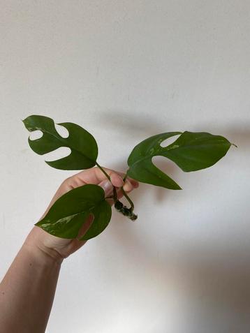 Monstera raphidophora variegata (stek 6), Huis en Inrichting, Ophalen