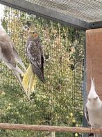 Drie jonge geparelde en één lutino valkparkieten., Dieren en Toebehoren