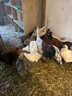 Jonge hennen, Dieren en Toebehoren, Pluimvee