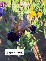 Iris germanica, Jardin & Terrasse, Plantes | Jardin, Printemps, Plein soleil, Plante fixe, Enlèvement ou Envoi