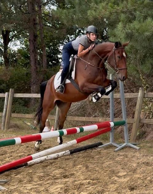 Zangersheide ruin, Dieren en Toebehoren, Paarden, Ruin, Zadelmak, 160 tot 165 cm, 3 tot 6 jaar, Springpaard, Met stamboom, Gechipt
