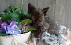 Speelse Selkirk Rex kittens, Meerdere dieren, Gechipt, 0 tot 2 jaar