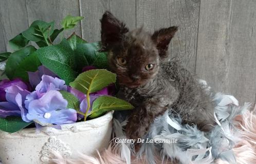 Speelse Selkirk Rex kittens, Dieren en Toebehoren, Katten en Kittens | Raskatten | Langhaar, Meerdere dieren, 0 tot 2 jaar, Met stamboom