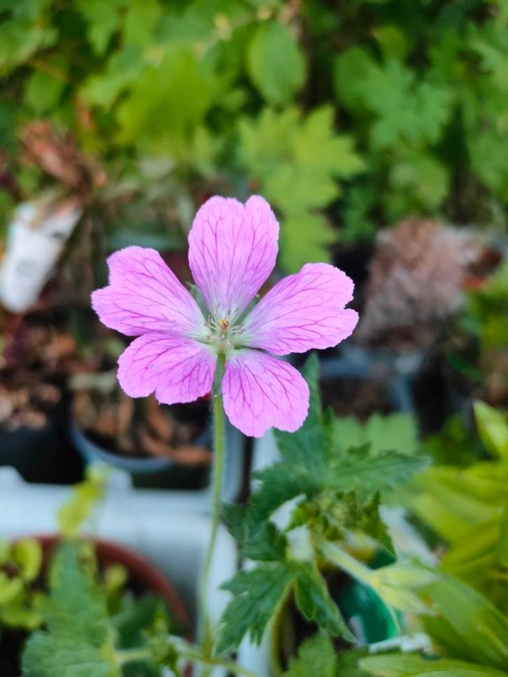 Geranium, roze ooievaarsbek. Grote pot!, Tuin en Terras, Planten | Tuinplanten, Ophalen