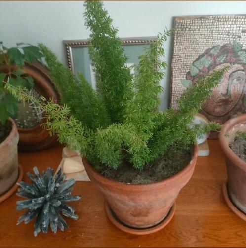 Asparagus meyeri, Huis en Inrichting, Kamerplanten, Ophalen