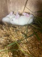 Witte albino vlaamse reusjes, Dieren en Toebehoren, Geslacht onbekend, Groot, 0 tot 2 jaar