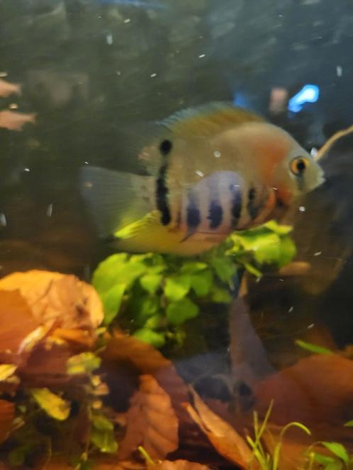 Aquarium AQUATLANTIS, Dieren en Toebehoren, Vissen | Aquaria en Toebehoren, Gevuld zoetwateraquarium, Ophalen