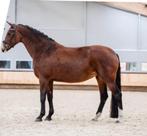 Sport fokmerrie uit Otrichta stam te koop, Merrie