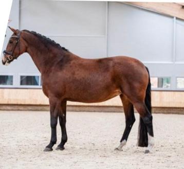 Sport fokmerrie uit Otrichta stam te koop beschikbaar voor biedingen