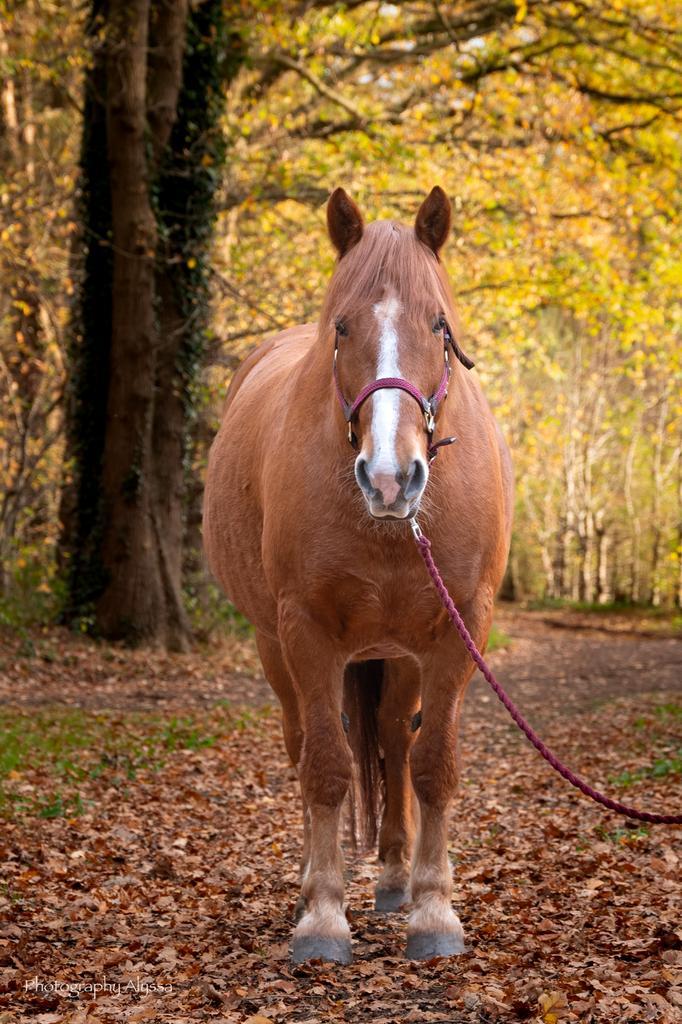 Halve stal aangeboden, Dieren en Toebehoren, Pony's, Ruin