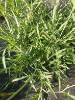 Rucola, Ophalen