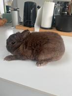 kleurdwerg chocolade voedster showkwaliteit