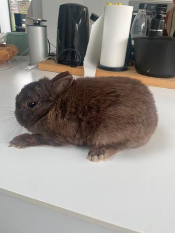 kleurdwerg chocolade voedster showkwaliteit beschikbaar voor biedingen