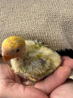 Dwergpapegaaibabys handtam, Tam