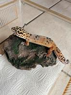 3x Gecko leopard - 17 mois, avec tout sur la photo, Dieren en Toebehoren, Hagedis, Met terrarium, 0 tot 2 jaar